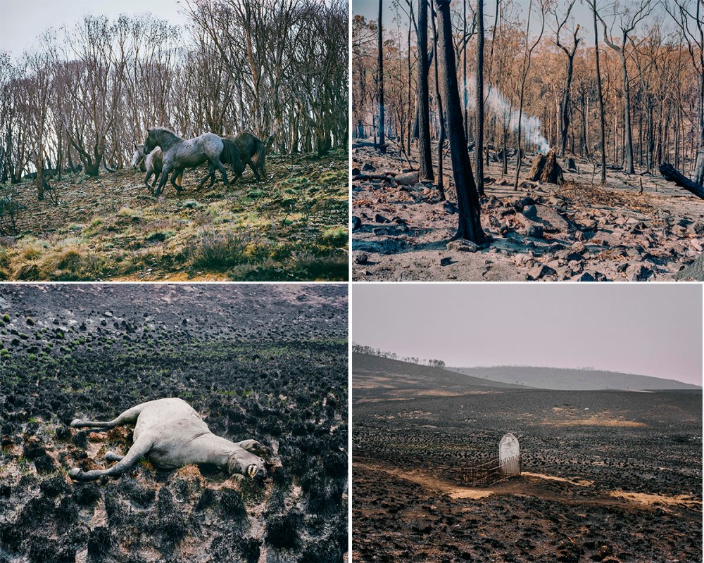 Tom Goldner "Do Brumbies Dream in Red?" images