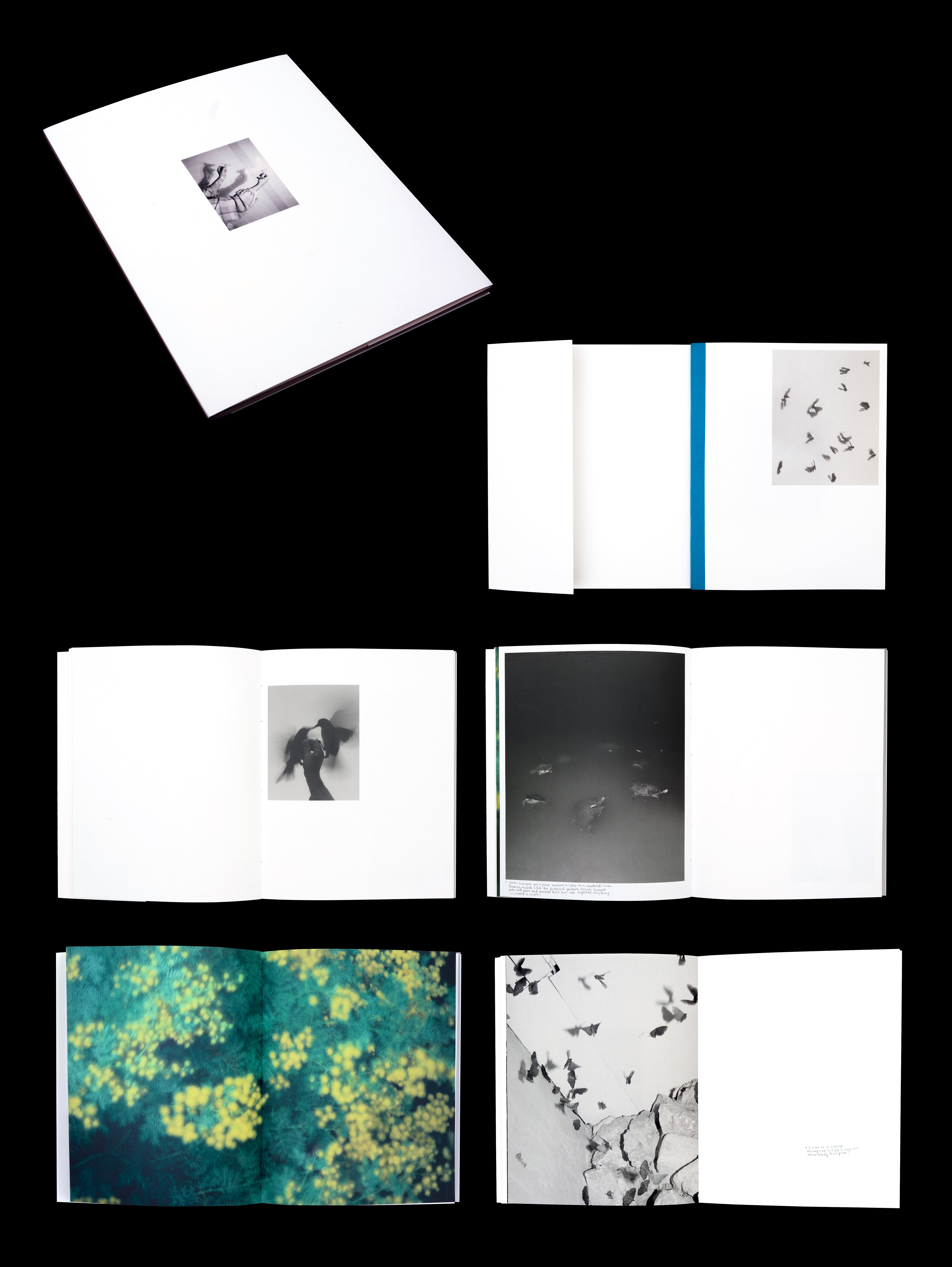 Pearce Leal's 'Slowly Through the Grass'