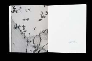 Pearce Leal's  'Slowly Through the Grass'